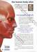 the human body atlas แผนที่ร่างกายมนุษย์